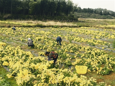 这是我县首个大规模连片种植菊花的基地,7亩菊花田现在已进入采摘时节