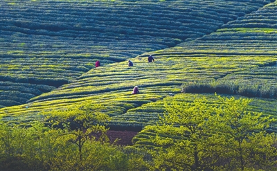 茶山人口_茶山竹海